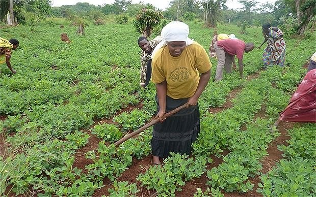 2-GESTION PROFESSIONNELLE DE FERMES AGRICOLES EN AFRIQUE