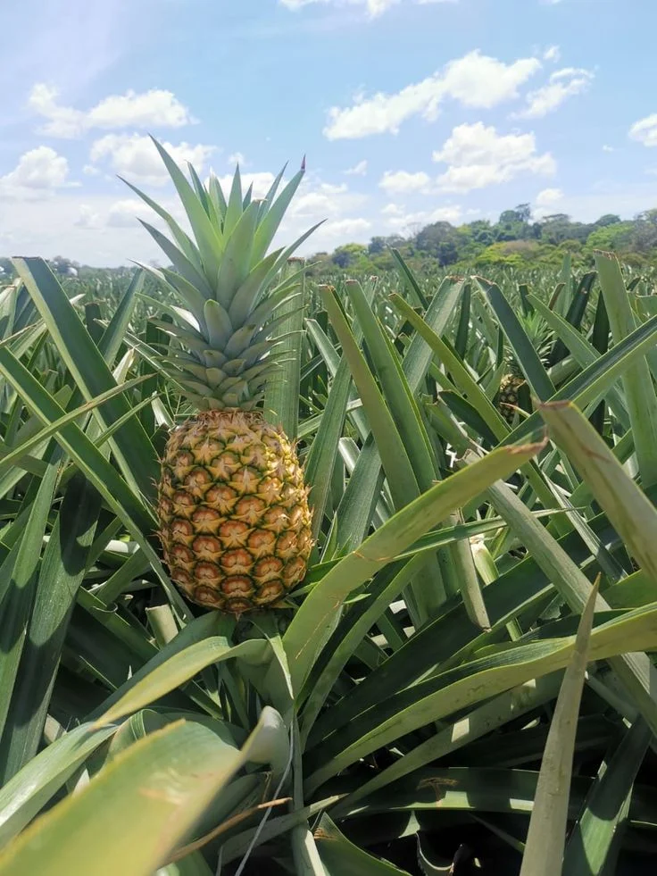 1- PRODUCTION RENTABLE ET RESPONSABLE DE L\'ANANAS